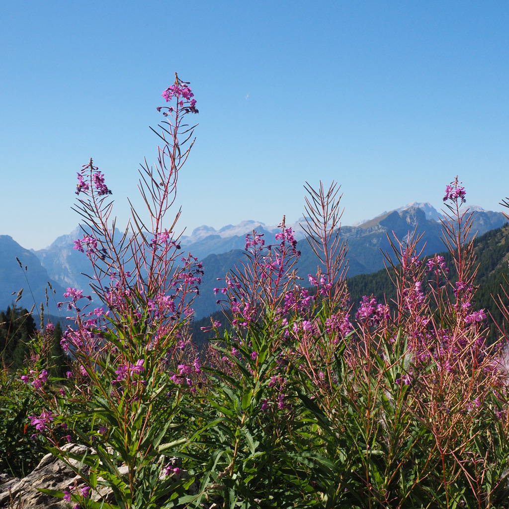 Canadian Willowherb, Nature’s Gift for the Skin